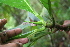  ( - BioBot05680)  @11 [ ] CreativeCommons - Attribution Non-Commercial Share-Alike (2010) Daniel H. Janzen Guanacaste Dry Forest Conservation Fund