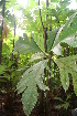  ( - BioBot05681)  @11 [ ] CreativeCommons - Attribution Non-Commercial Share-Alike (2010) Daniel H. Janzen Guanacaste Dry Forest Conservation Fund