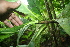  ( - BioBot05681)  @11 [ ] CreativeCommons - Attribution Non-Commercial Share-Alike (2010) Daniel H. Janzen Guanacaste Dry Forest Conservation Fund