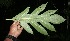  ( - BioBot05681)  @11 [ ] CreativeCommons - Attribution Non-Commercial Share-Alike (2010) Daniel H. Janzen Guanacaste Dry Forest Conservation Fund