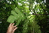  ( - BioBot05682)  @11 [ ] CreativeCommons - Attribution Non-Commercial Share-Alike (2010) Daniel H. Janzen Guanacaste Dry Forest Conservation Fund