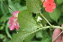  ( - BioBot05695)  @11 [ ] CreativeCommons - Attribution Non-Commercial Share-Alike (2010) Daniel H. Janzen Guanacaste Dry Forest Conservation Fund