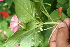  ( - BioBot05697)  @11 [ ] CreativeCommons - Attribution Non-Commercial Share-Alike (2010) Daniel H. Janzen Guanacaste Dry Forest Conservation Fund