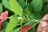  ( - BioBot05698)  @11 [ ] CreativeCommons - Attribution Non-Commercial Share-Alike (2010) Daniel H. Janzen Guanacaste Dry Forest Conservation Fund