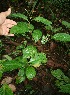  (Nectandra martinicensis - BioBot05729)  @11 [ ] CreativeCommons - Attribution Non-Commercial Share-Alike (2010) Daniel H. Janzen Guanacaste Dry Forest Conservation Fund