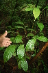  ( - BioBot05731)  @11 [ ] CreativeCommons - Attribution Non-Commercial Share-Alike (2010) Daniel H. Janzen Guanacaste Dry Forest Conservation Fund