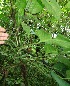  ( - BioBot05739)  @11 [ ] CreativeCommons - Attribution Non-Commercial Share-Alike (2010) Daniel H. Janzen Guanacaste Dry Forest Conservation Fund