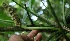  ( - BioBot05739)  @11 [ ] CreativeCommons - Attribution Non-Commercial Share-Alike (2010) Daniel H. Janzen Guanacaste Dry Forest Conservation Fund