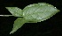  ( - BioBot05744)  @11 [ ] CreativeCommons - Attribution Non-Commercial Share-Alike (2010) Daniel H. Janzen Guanacaste Dry Forest Conservation Fund