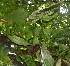  ( - BioBot05753)  @11 [ ] CreativeCommons - Attribution Non-Commercial Share-Alike (2010) Daniel H. Janzen Guanacaste Dry Forest Conservation Fund