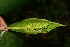  ( - BioBot05755)  @11 [ ] CreativeCommons - Attribution Non-Commercial Share-Alike (2010) Daniel H. Janzen Guanacaste Dry Forest Conservation Fund