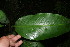  ( - BioBot05755)  @11 [ ] CreativeCommons - Attribution Non-Commercial Share-Alike (2010) Daniel H. Janzen Guanacaste Dry Forest Conservation Fund