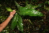  ( - BioBot05756)  @11 [ ] CreativeCommons - Attribution Non-Commercial Share-Alike (2010) Daniel H. Janzen Guanacaste Dry Forest Conservation Fund