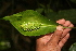  ( - BioBot05756)  @11 [ ] CreativeCommons - Attribution Non-Commercial Share-Alike (2010) Daniel H. Janzen Guanacaste Dry Forest Conservation Fund