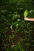 ( - BioBot05758)  @11 [ ] CreativeCommons - Attribution Non-Commercial Share-Alike (2010) Daniel H. Janzen Guanacaste Dry Forest Conservation Fund