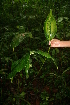  ( - BioBot05758)  @11 [ ] CreativeCommons - Attribution Non-Commercial Share-Alike (2010) Daniel H. Janzen Guanacaste Dry Forest Conservation Fund