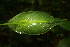  ( - BioBot05758)  @11 [ ] CreativeCommons - Attribution Non-Commercial Share-Alike (2010) Daniel H. Janzen Guanacaste Dry Forest Conservation Fund