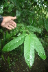  ( - BioBot05771)  @11 [ ] CreativeCommons - Attribution Non-Commercial Share-Alike (2010) Daniel H. Janzen Guanacaste Dry Forest Conservation Fund