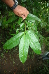  ( - BioBot05771)  @11 [ ] CreativeCommons - Attribution Non-Commercial Share-Alike (2010) Daniel H. Janzen Guanacaste Dry Forest Conservation Fund