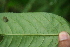  ( - BioBot05771)  @11 [ ] CreativeCommons - Attribution Non-Commercial Share-Alike (2010) Daniel H. Janzen Guanacaste Dry Forest Conservation Fund