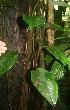  ( - BioBot05787)  @11 [ ] CreativeCommons - Attribution Non-Commercial Share-Alike (2010) Daniel H. Janzen Guanacaste Dry Forest Conservation Fund