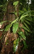  ( - BioBot05788)  @11 [ ] CreativeCommons - Attribution Non-Commercial Share-Alike (2010) Daniel H. Janzen Guanacaste Dry Forest Conservation Fund