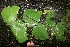  (Monstera tenuis - BioBot05794)  @11 [ ] CreativeCommons - Attribution Non-Commercial Share-Alike (2010) Daniel H. Janzen Guanacaste Dry Forest Conservation Fund
