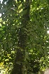  ( - BioBot05794)  @11 [ ] CreativeCommons - Attribution Non-Commercial Share-Alike (2010) Daniel H. Janzen Guanacaste Dry Forest Conservation Fund