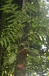  ( - BioBot05795)  @11 [ ] CreativeCommons - Attribution Non-Commercial Share-Alike (2010) Daniel H. Janzen Guanacaste Dry Forest Conservation Fund