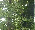  ( - BioBot05795)  @11 [ ] CreativeCommons - Attribution Non-Commercial Share-Alike (2010) Daniel H. Janzen Guanacaste Dry Forest Conservation Fund