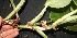  ( - BioBot05813)  @11 [ ] CreativeCommons - Attribution Non-Commercial Share-Alike (2010) Daniel H. Janzen Guanacaste Dry Forest Conservation Fund