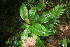  (Ardisia auriculata - BioBot05824)  @11 [ ] CreativeCommons - Attribution Non-Commercial Share-Alike (2010) Daniel H. Janzen Guanacaste Dry Forest Conservation Fund