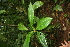  ( - BioBot05826)  @11 [ ] CreativeCommons - Attribution Non-Commercial Share-Alike (2010) Daniel H. Janzen Guanacaste Dry Forest Conservation Fund