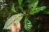  ( - BioBot05826)  @11 [ ] CreativeCommons - Attribution Non-Commercial Share-Alike (2010) Daniel H. Janzen Guanacaste Dry Forest Conservation Fund