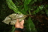  ( - BioBot05828)  @11 [ ] CreativeCommons - Attribution Non-Commercial Share-Alike (2010) Daniel H. Janzen Guanacaste Dry Forest Conservation Fund