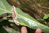  ( - BioBot05833)  @11 [ ] CreativeCommons - Attribution Non-Commercial Share-Alike (2010) Daniel H. Janzen Guanacaste Dry Forest Conservation Fund