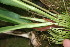  ( - BioBot05833)  @11 [ ] CreativeCommons - Attribution Non-Commercial Share-Alike (2010) Daniel H. Janzen Guanacaste Dry Forest Conservation Fund