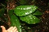  ( - BioBot05834)  @11 [ ] CreativeCommons - Attribution Non-Commercial Share-Alike (2010) Daniel H. Janzen Guanacaste Dry Forest Conservation Fund