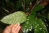  ( - BioBot05834)  @11 [ ] CreativeCommons - Attribution Non-Commercial Share-Alike (2010) Daniel H. Janzen Guanacaste Dry Forest Conservation Fund
