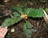  (Clavija - BioBot05860)  @11 [ ] CreativeCommons - Attribution Non-Commercial Share-Alike (2010) Daniel H. Janzen Guanacaste Dry Forest Conservation Fund