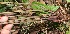  ( - BioBot05917)  @11 [ ] CreativeCommons - Attribution Non-Commercial Share-Alike (2010) Daniel H. Janzen Guanacaste Dry Forest Conservation Fund