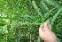  ( - BioBot05932)  @11 [ ] CreativeCommons - Attribution Non-Commercial Share-Alike (2010) Daniel H. Janzen Guanacaste Dry Forest Conservation Fund