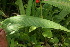  (Setaria palmifolia - BioBot05934)  @11 [ ] CreativeCommons - Attribution Non-Commercial Share-Alike (2010) Daniel H. Janzen Guanacaste Dry Forest Conservation Fund