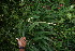  ( - BioBot05937)  @11 [ ] CreativeCommons - Attribution Non-Commercial Share-Alike (2010) Daniel H. Janzen Guanacaste Dry Forest Conservation Fund