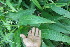  ( - BioBot05937)  @11 [ ] CreativeCommons - Attribution Non-Commercial Share-Alike (2010) Daniel H. Janzen Guanacaste Dry Forest Conservation Fund