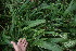  ( - BioBot05938)  @11 [ ] CreativeCommons - Attribution Non-Commercial Share-Alike (2010) Daniel H. Janzen Guanacaste Dry Forest Conservation Fund