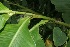  ( - BioBot05939)  @11 [ ] CreativeCommons - Attribution Non-Commercial Share-Alike (2010) Daniel H. Janzen Guanacaste Dry Forest Conservation Fund