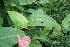  ( - BioBot05941)  @11 [ ] CreativeCommons - Attribution Non-Commercial Share-Alike (2010) Daniel H. Janzen Guanacaste Dry Forest Conservation Fund