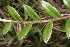  ( - BioBot05946)  @11 [ ] CreativeCommons - Attribution Non-Commercial Share-Alike (2010) Daniel H. Janzen Guanacaste Dry Forest Conservation Fund