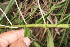  ( - BioBot05946)  @11 [ ] CreativeCommons - Attribution Non-Commercial Share-Alike (2010) Daniel H. Janzen Guanacaste Dry Forest Conservation Fund